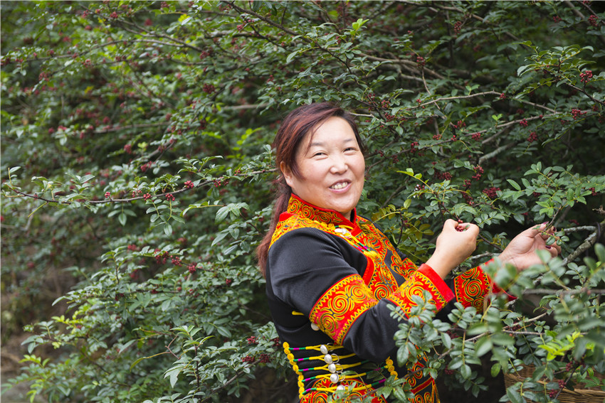 花椒結(jié)出.jpg 花椒結(jié)出.jpg