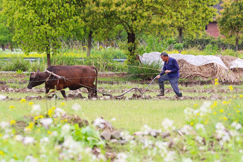 清明將至，各地農(nóng)事忙