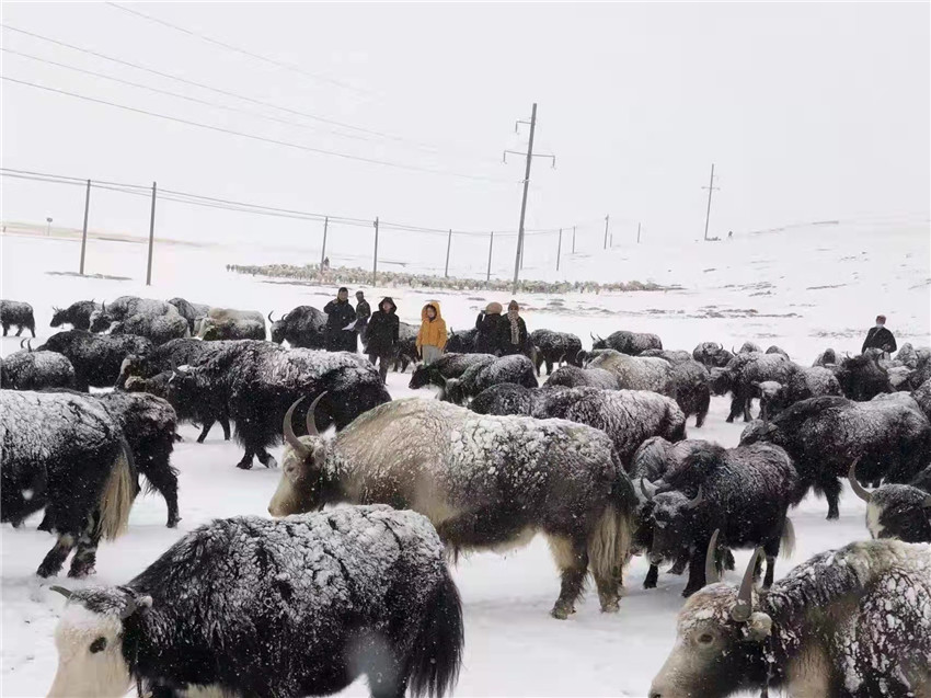 地處“云端之上”生命禁區(qū)“的農(nóng)行石渠支行80后青年益西多吉說”今年疫情流行，大伙冒雪下鄉(xiāng)送金融服務(wù)，新年首日就為農(nóng)戶發(fā)放了3000多萬元，點(diǎn)亮百姓牦牛致富夢，疫情終將過去，筑夢春天，我們協(xié)力點(diǎn)燃牧民發(fā)展信心“.jpg