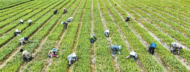 甘孜州白玉.jpg 甘孜州白玉.jpg